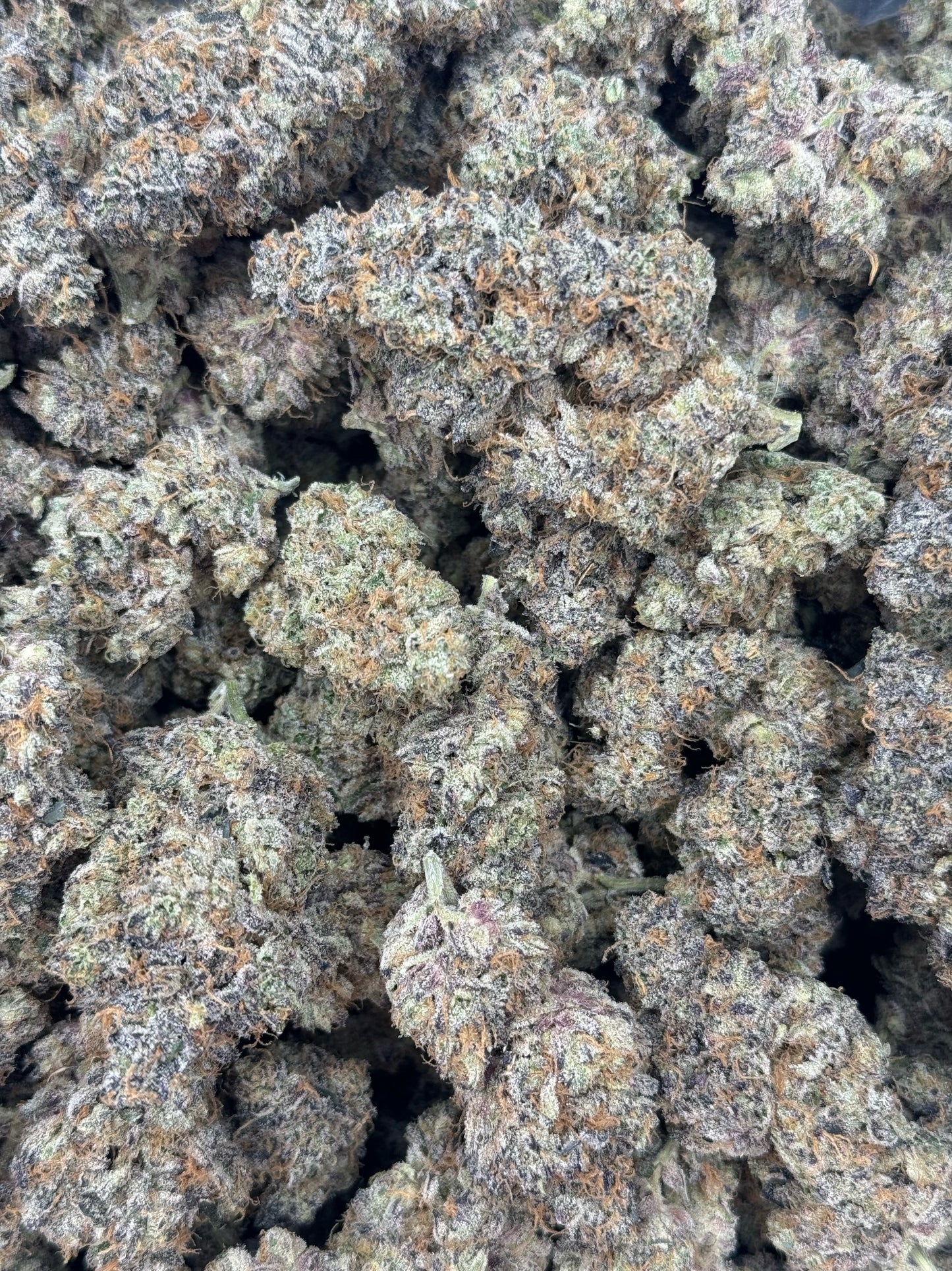 Crazy Animal Cookies