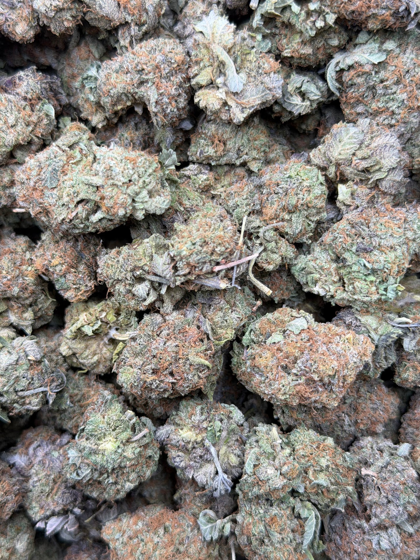 Indoor Bubba