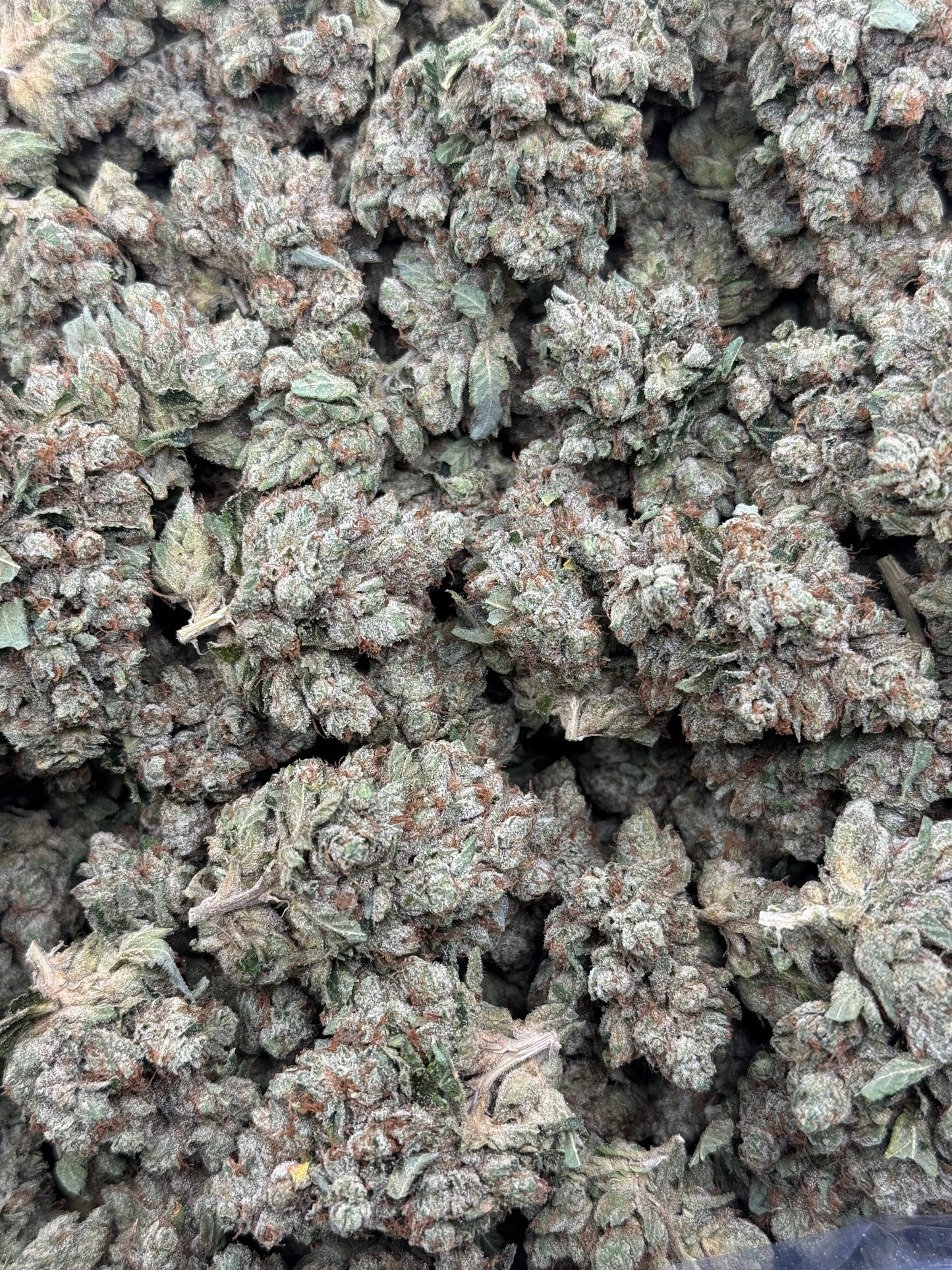 Toad Venom OG
