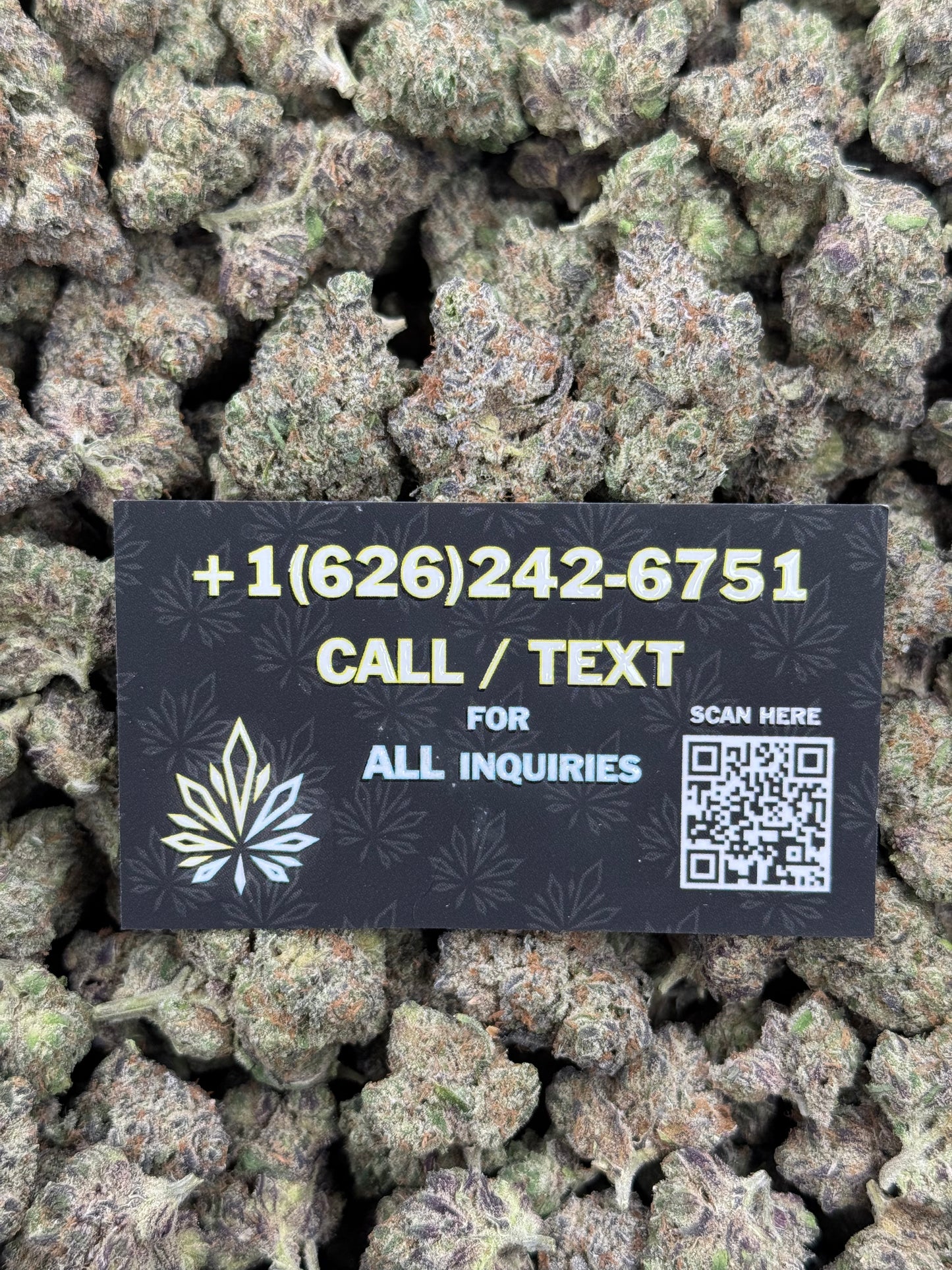 BlueBerry Gelato