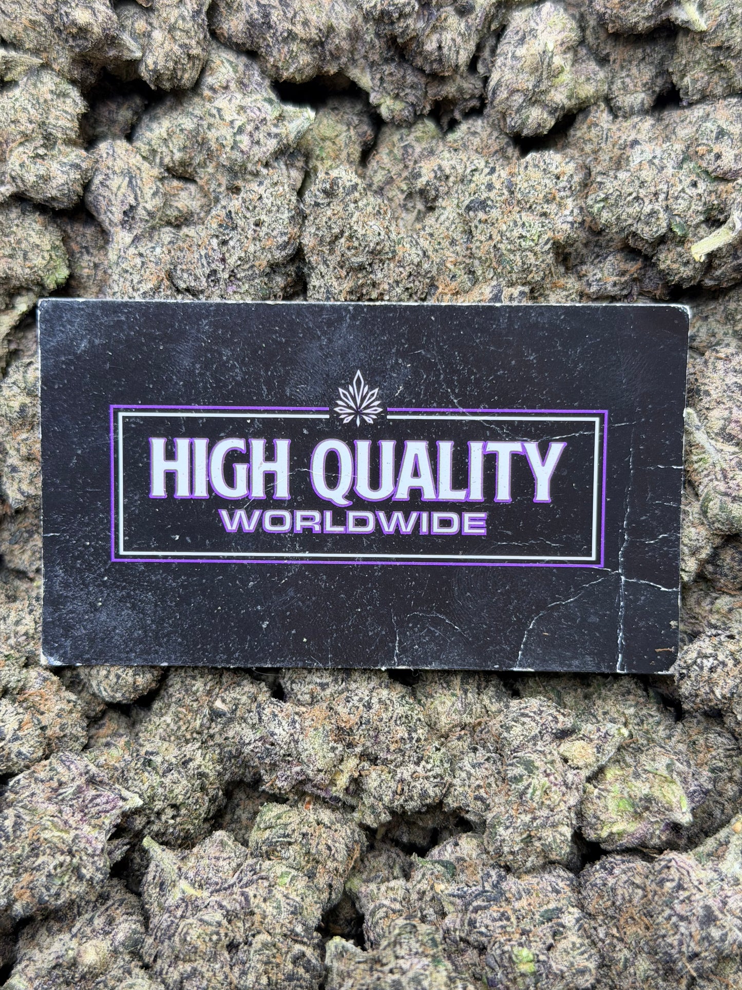 Bubblegum Gelato