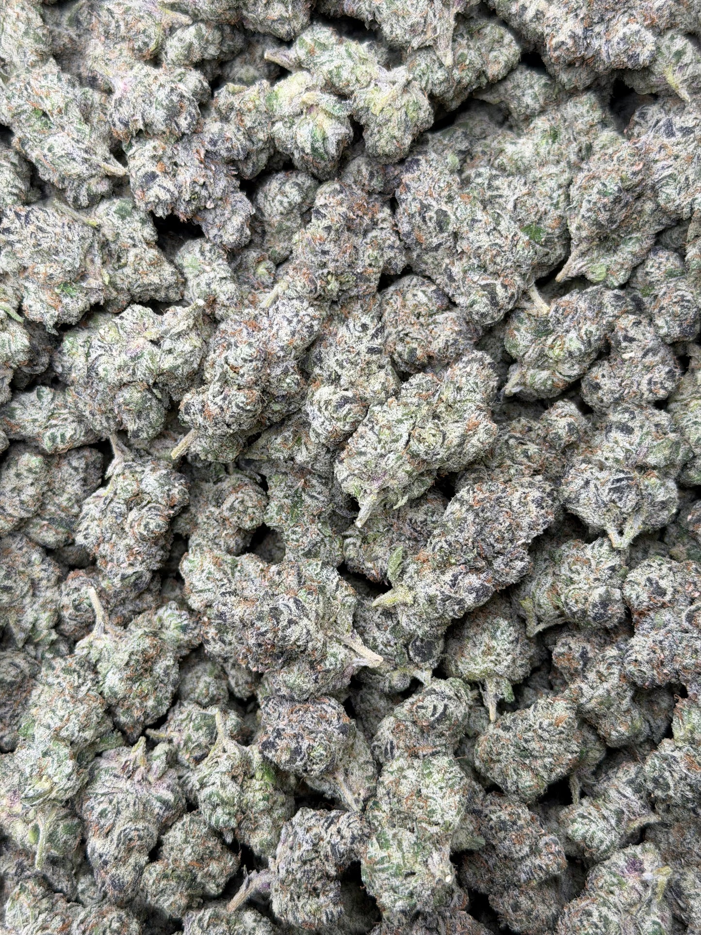 LA Candy